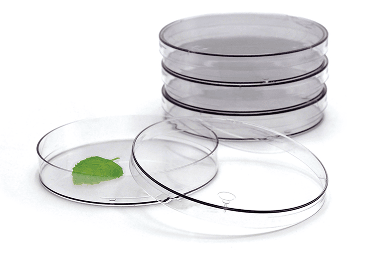 Petri Dishes
